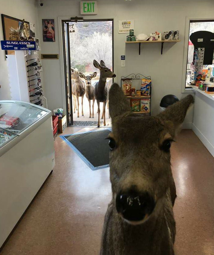 Animals-Places-They-Shouldnt-Be-Pics