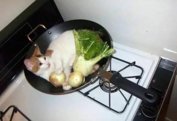 Animals-Places-They-Shouldnt-Be-Pics