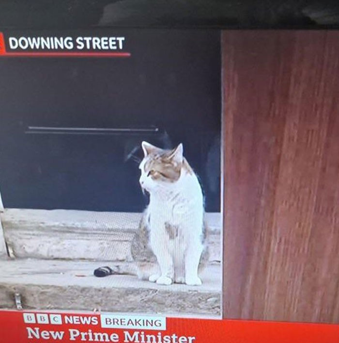 Animals-Places-They-Shouldnt-Be-Pics