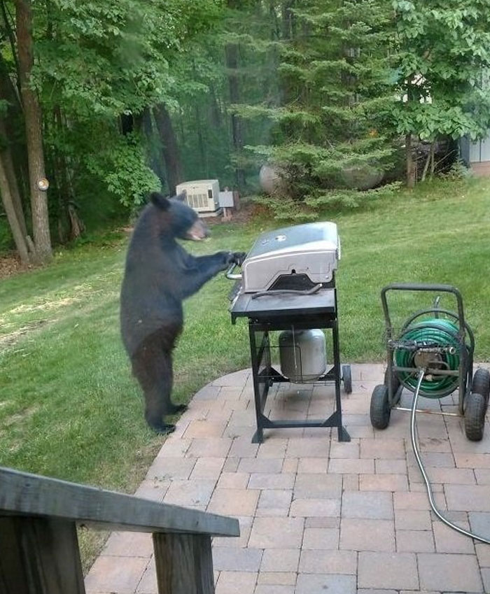 Animals-Places-They-Shouldnt-Be-Pics