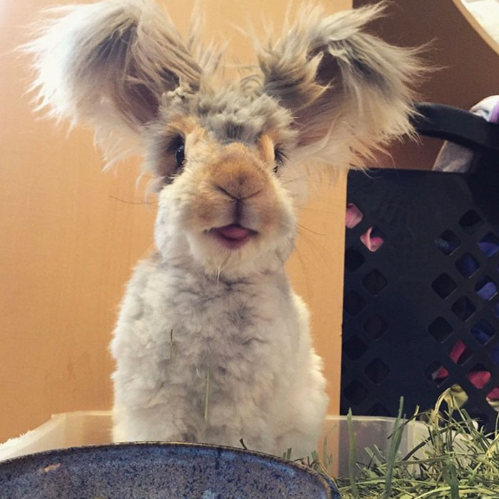Meet Wally, The Bunny With The Biggest Wing-Like Ears