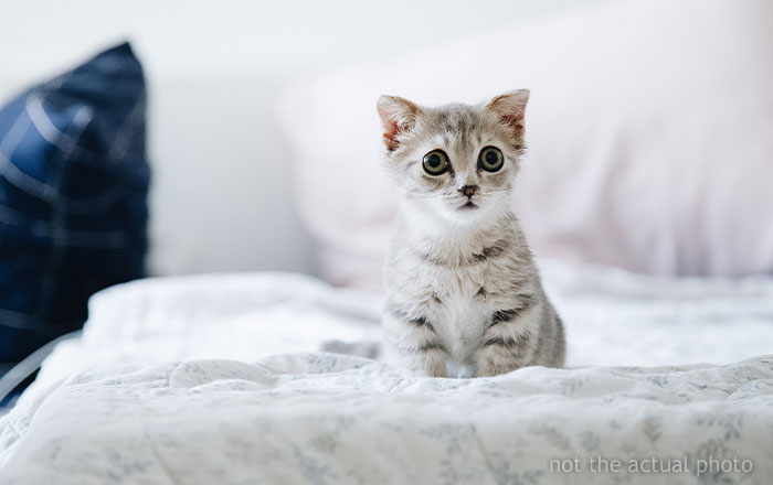 Woman Thinks It’s Unfair She Has To Tiptoe Around Roommate’s Cat’s “Asocial” Needs, Starts A Feud After Adopting Her Own Kitten