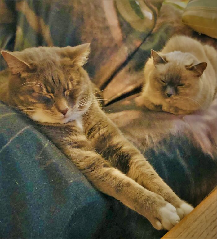 Link And Bijou. Both Rescue Kitties. They Met, Fell In Love And Married