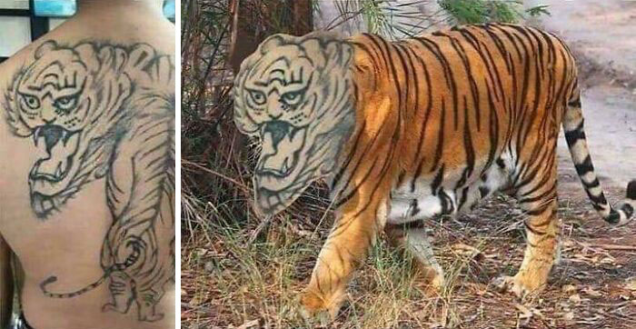 Terrible tiger tattoo on a person's back compared to an actual tiger in the wild.