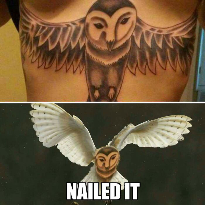 Terrible tattoo of an owl compared to a real owl with text "nailed it" below.