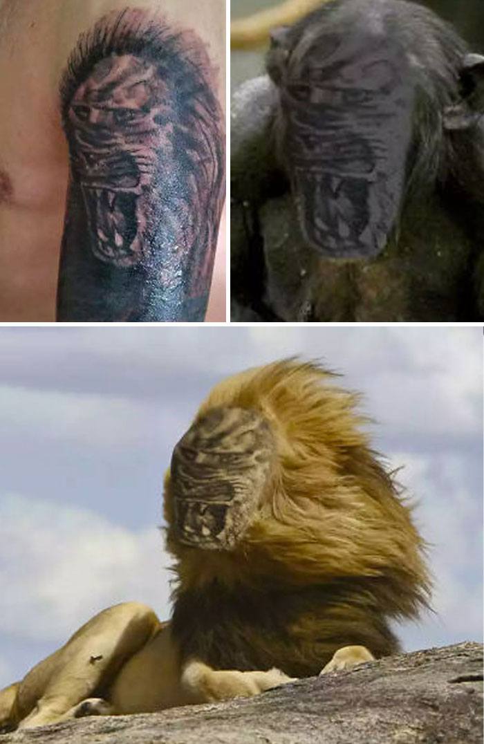 Terrible tattoo with a distorted lion, compared to an original photo of a lion and a monkey.