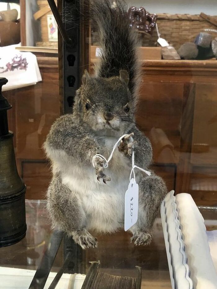 So Obsessed With This Squirrel