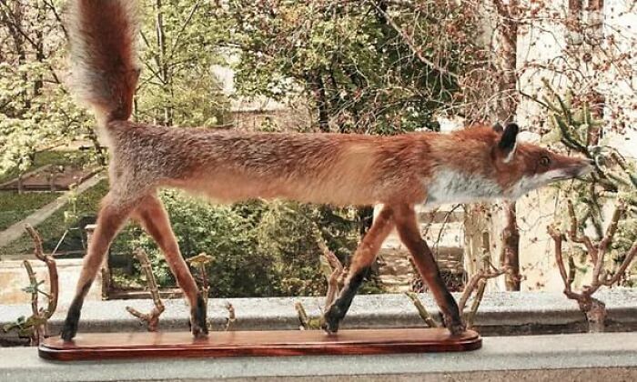 Bad taxidermy example: a thin, elongated fox with an unnatural pose on a stand outdoors.