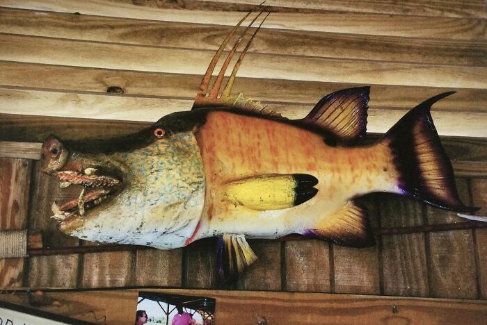 Hogfish, Andros Island Bahamas 2008