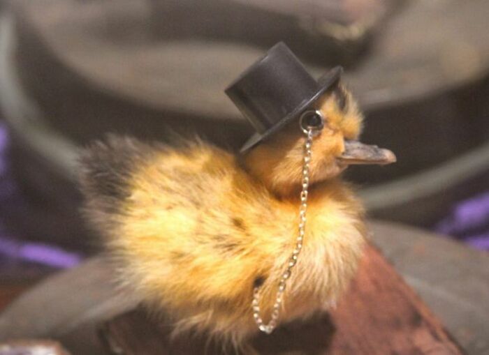 Look At This Distinguished Gentleman