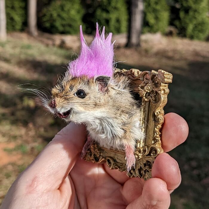 Punk Rock Gerbil Is Magnet