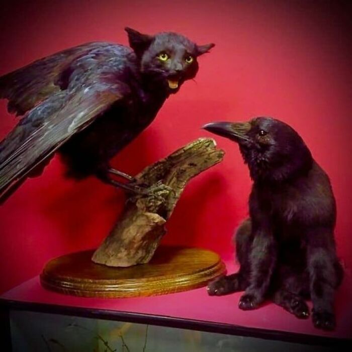 Bad taxidermy: a bird-cat hybrid on display with another creature, creating a funny scene against a red background.