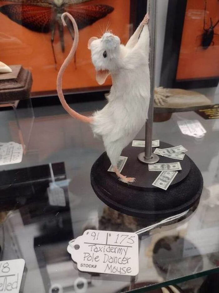 Bad taxidermy example: mouse posed as pole dancer with dollar bills.