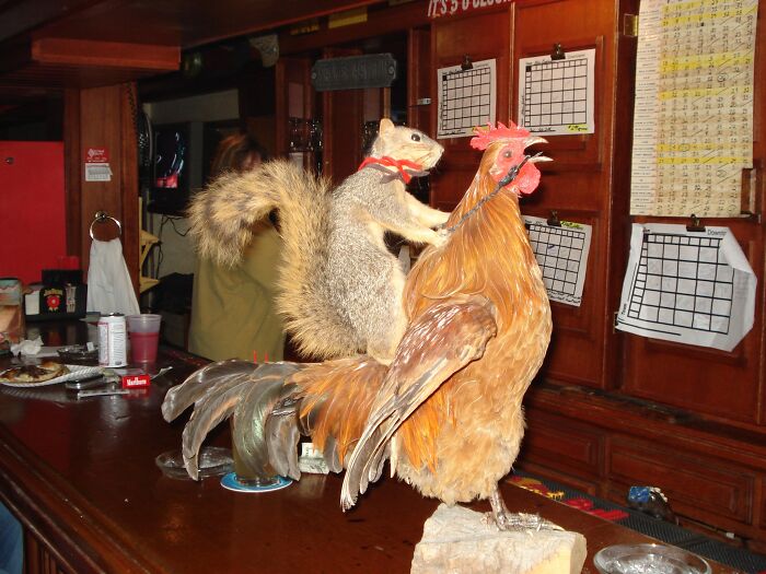 Bad taxidermy: Squirrel riding a rooster in a bar, creating a humorous scene.