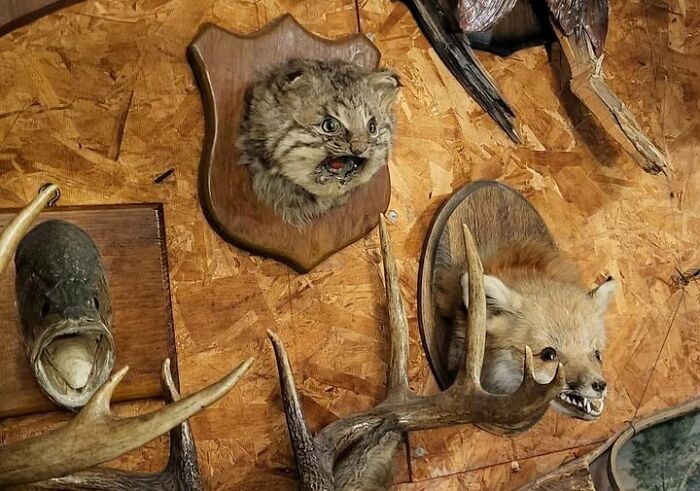 Bad taxidermy examples featuring humorously odd animal mounts on a wooden wall display.