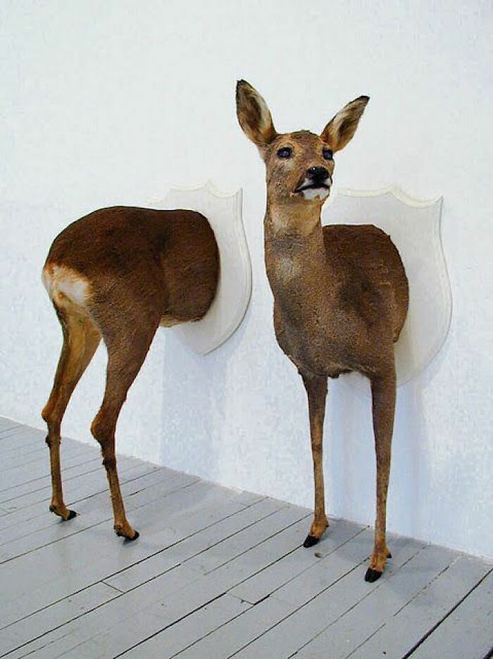 Bad taxidermy: Two halves of a deer mounted awkwardly on a wall, creating a humorous and bizarre display.