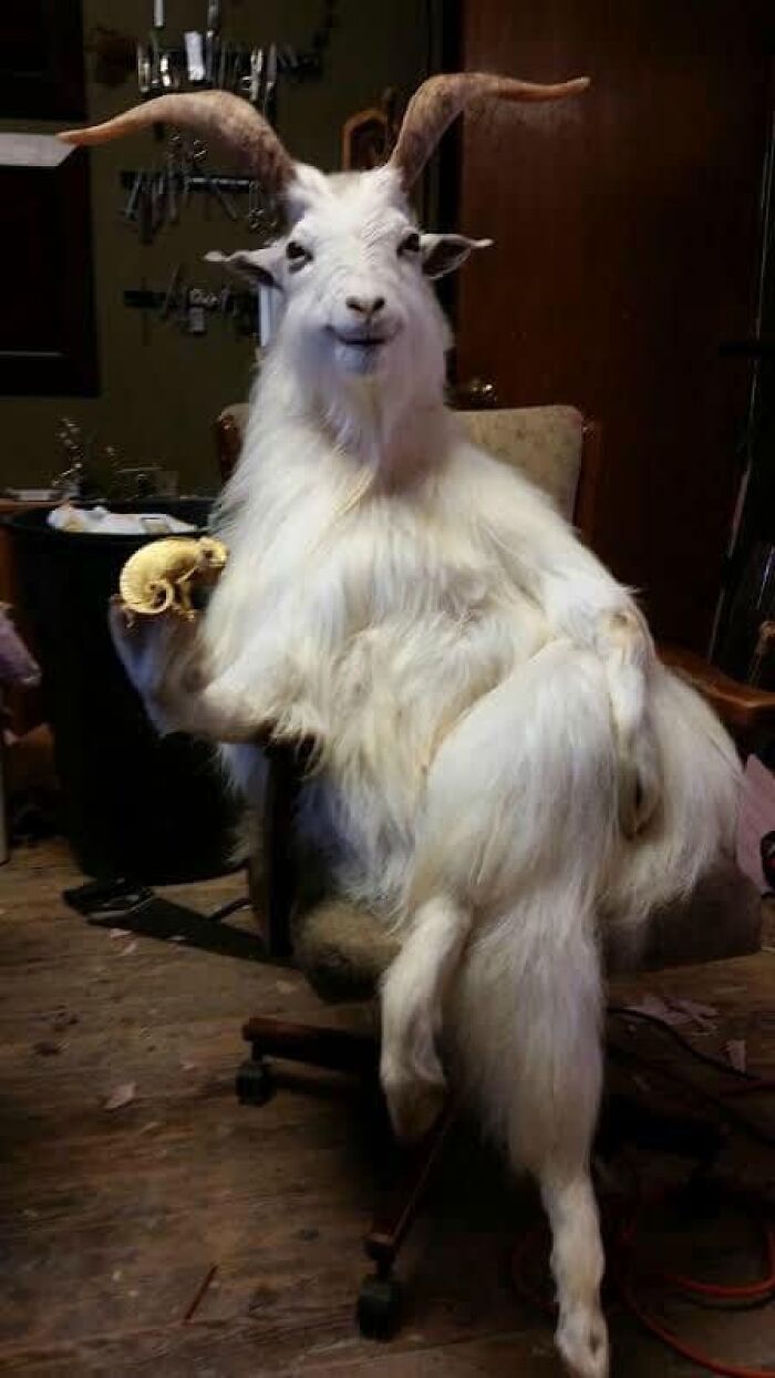 Bad taxidermy example: a goat posed sitting with crossed legs in a chair, holding a small skull.