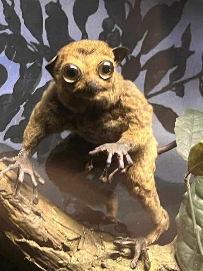 A humorous example of bad taxidermy featuring a wide-eyed creature with exaggerated features.