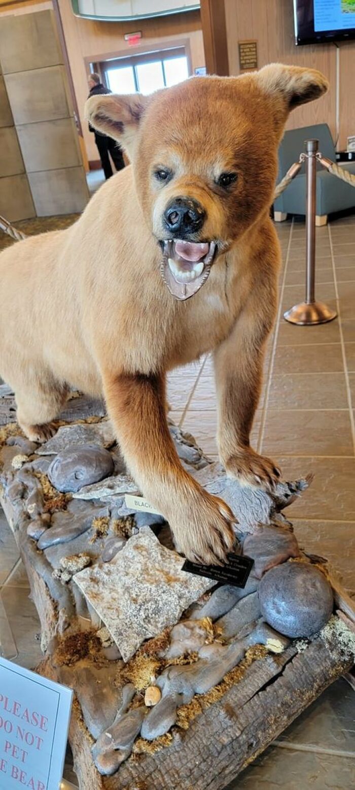 Horrific taxidermy bear with an amusing expression, displayed on a wooden base in a public setting.