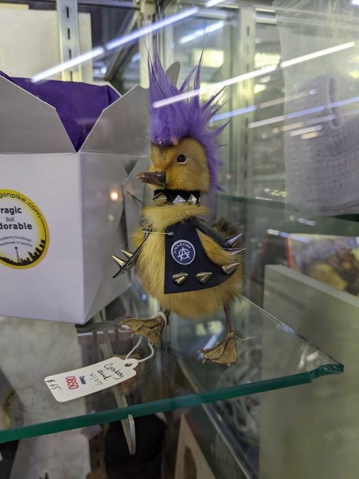 A duck taxidermy with vibrant purple hair and spiked accessories, creating a humorous punk style display.