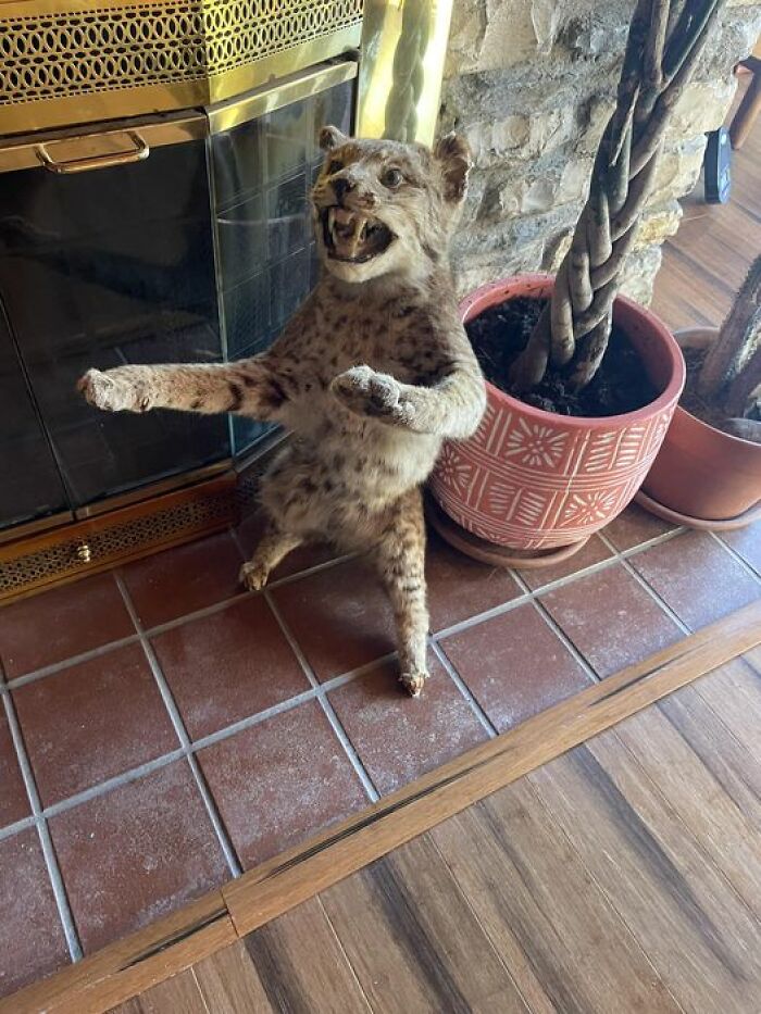 Unexpected Friend At An Airbnb. He Is Missing A Foot But Vigilantly Protecting A Plant