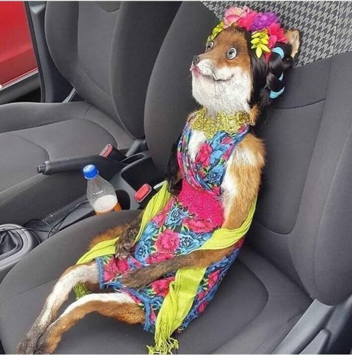 Horrific taxidermy: a fox in a colorful dress and headpiece, sitting in a car seat humorously.