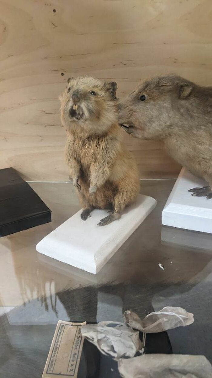 Look At Him! Look. At. Him. Absolutely Flabbergasted