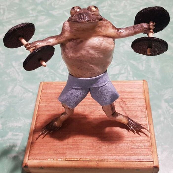 Bad taxidermy: Frog in shorts lifting weights humorously on a wooden base.