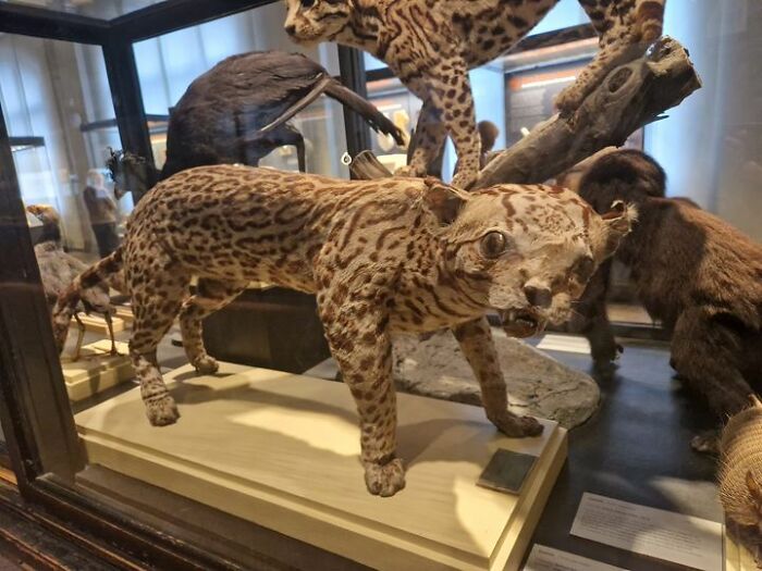 Bad taxidermy example of a leopard with distorted features in a museum display.