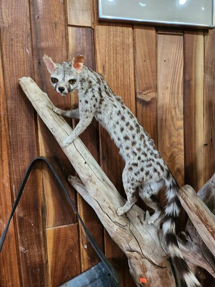 The Spirit Animal Of Someone Who Hasn’t Had Their Morning Coffee