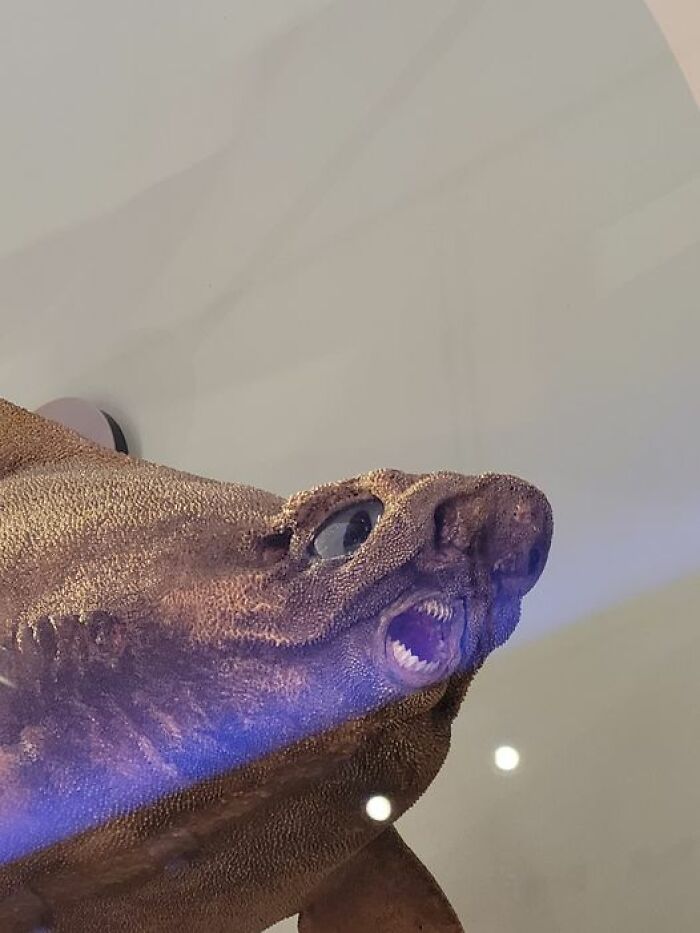 Bad taxidermy example showing a preserved creature with a comically exaggerated facial expression.