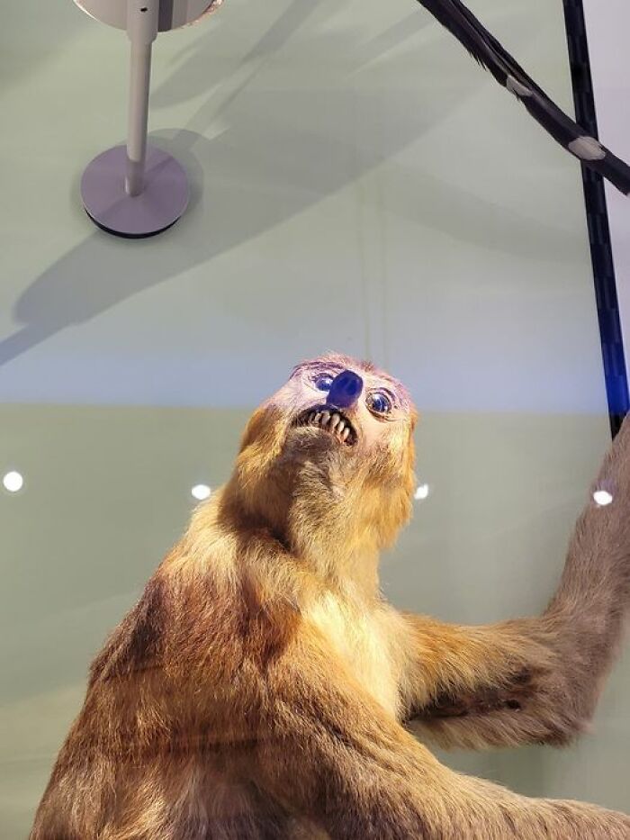 Horrific yet funny bad taxidermy example of a creature with an awkward expression and mismatched features.
