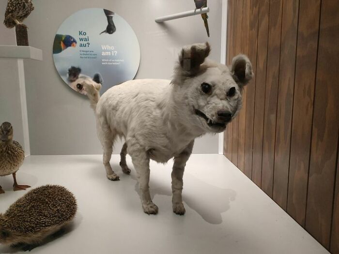 Found This Special Guy At A New Zealand Museum