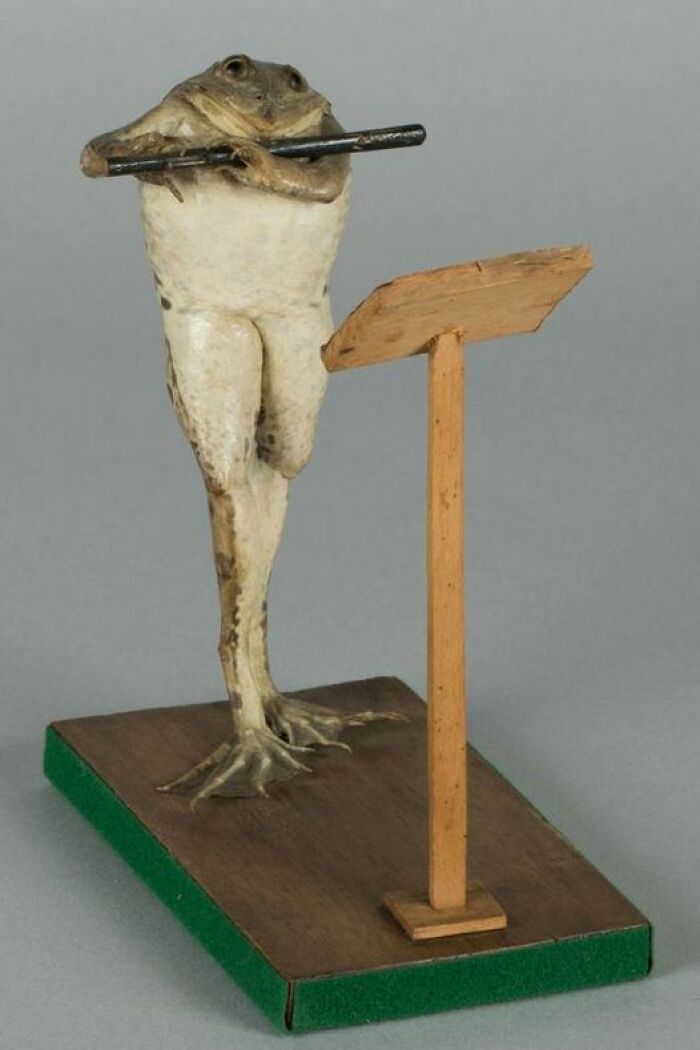 Bad taxidermy example of a frog standing upright with a baton at a lectern.