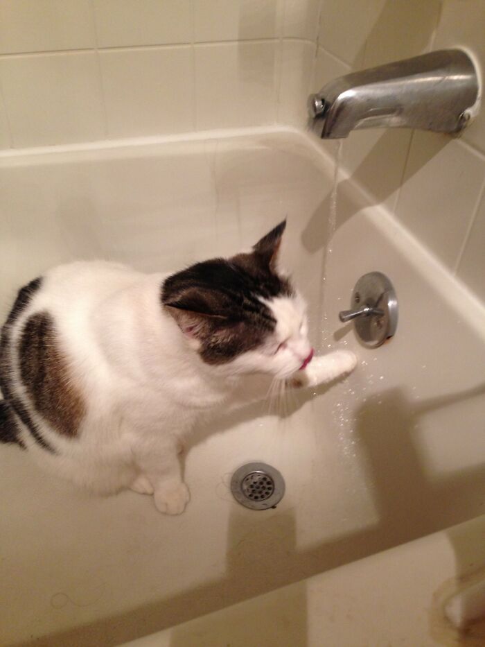 Bellatrix Was Removed From A Family With Pit Bulls Who Did Not Love Her Much, Just Wanted To Eat Her