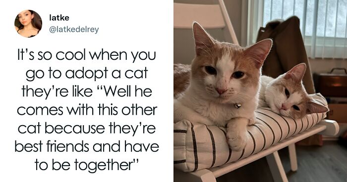 A Wholesome Twitter Thread Proves Why You Should Always Adopt Cats In Pairs (40 Pics)