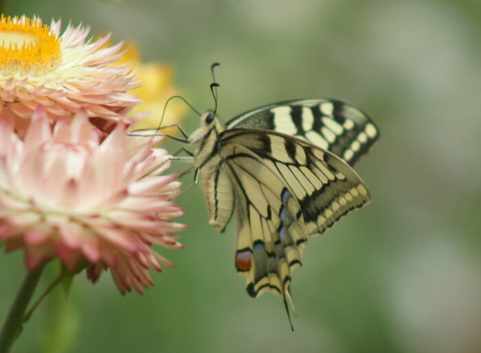 I Was Obsessed With Taking Pics Of All The Butterflies In My Garden And So, So Lucky To Have My Camera At Hand When This Beauty Suddenly Appeared!