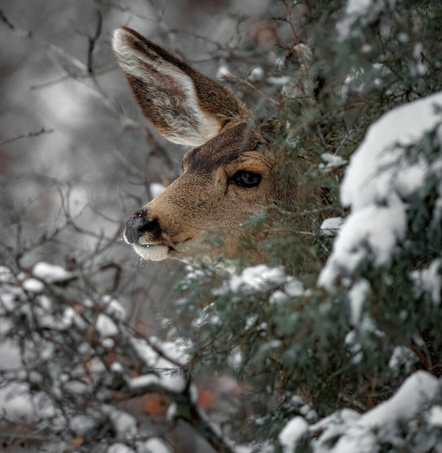 I Photographed A Stormy Retreat Capturing My Snowy Tiny Home Adventure (19 Pics)