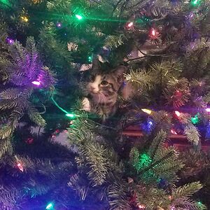 cheesecakedeath1 avatar