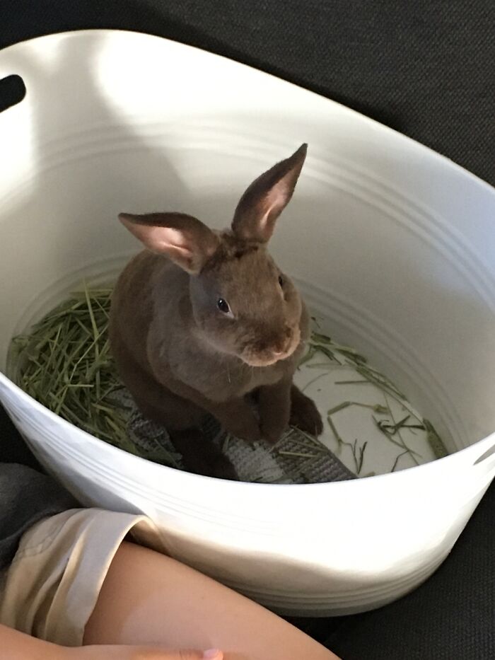 Mini Rex Rabbit - Teddy