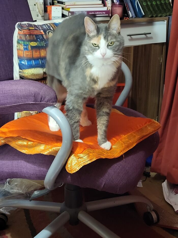 This Is Sally. On The Chair She's Not Allowed On. Which, Naturally, Is Her Favourite Spot