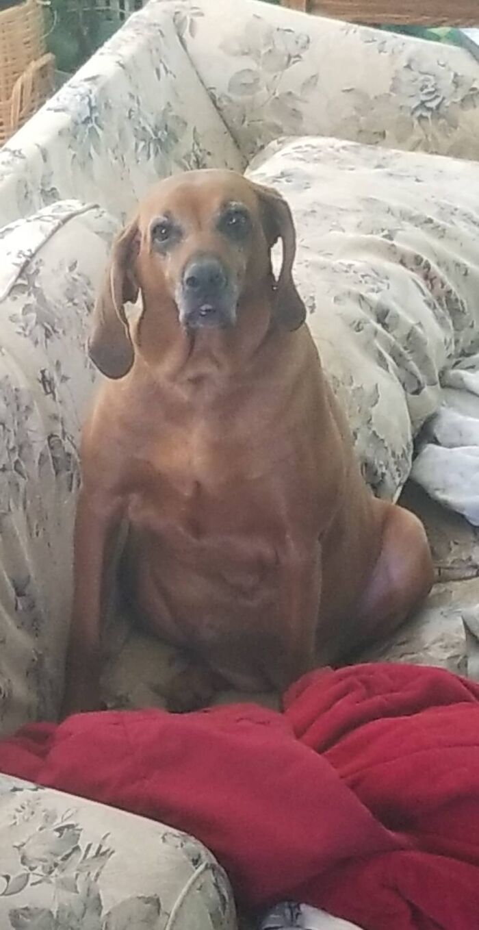 Zoey My Fat Lumpy Dog