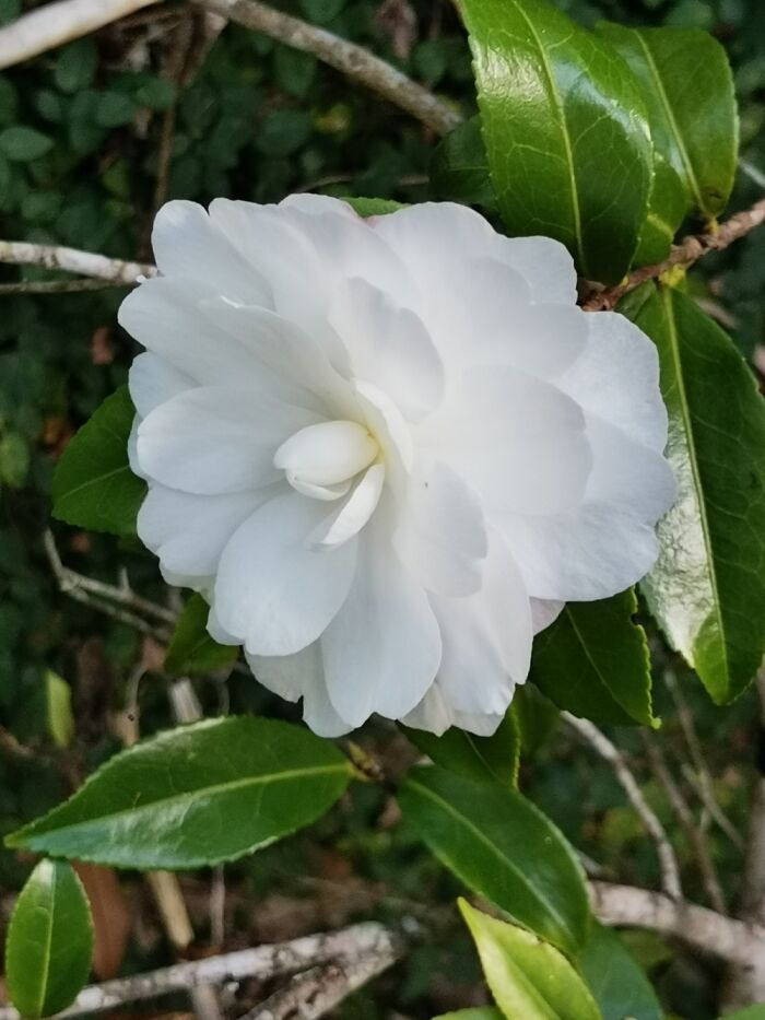 I Call Her Oddity. Didn't Plant Her, She Just Regrows Every Other Year. It's A Mystery