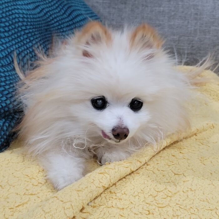 He Is 15 Years Old Now. Such A Good Boy!