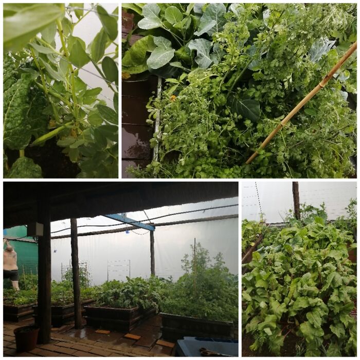 5 Years Ago - My First Veggie Garden. Still Going Strong