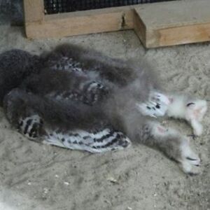 charlieniksch avatar