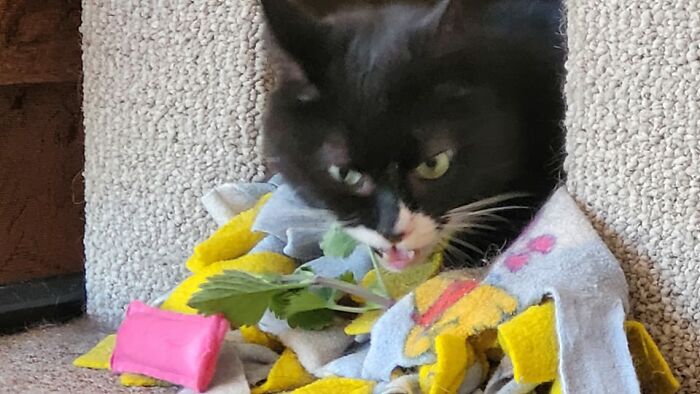 Catnip Is A Vegetal, Is Green, So Must Be