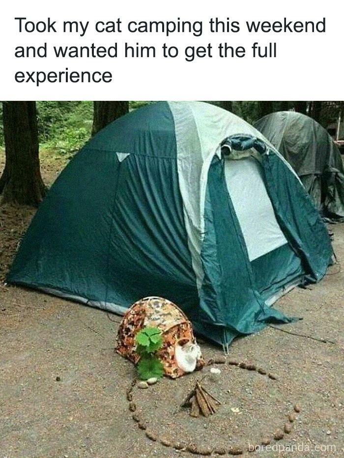 Funny-Cat-Jokes-Memes-Meow-Incorporated