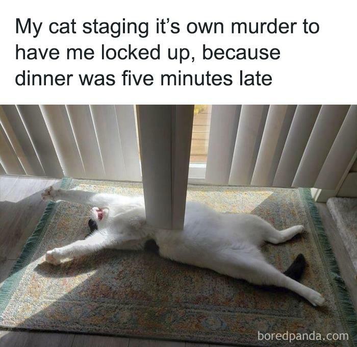 Funny-Cat-Jokes-Memes-Meow-Incorporated