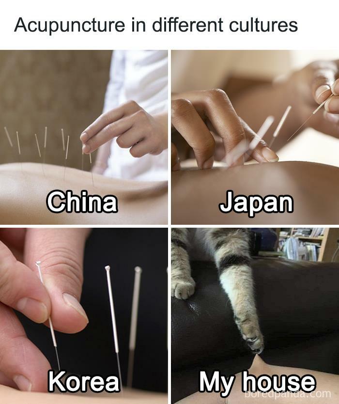 Funny-Cat-Jokes-Memes-Meow-Incorporated